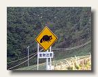 Wombat crossing! IMG_6128